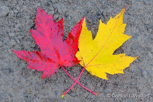 Autumn Leaves_29899-900.jpg - Photographed near Smiths Falls, Ontario, Canada.